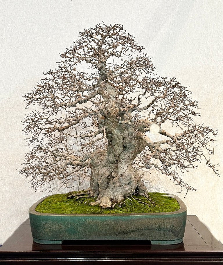 2023 Kokufu Bonsai Exhibition: Photos by Bill Valavanis (Part II ...