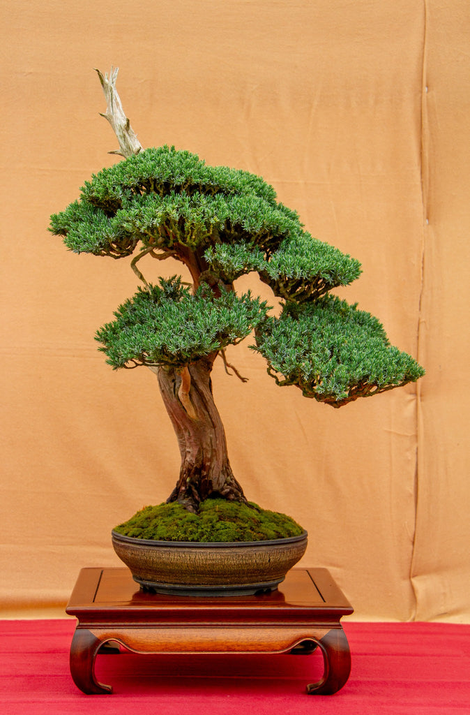 Danny Use Elegantly Designed Bonsai by Danny Use (aka Danny Ginkgo) – Stone Lantern