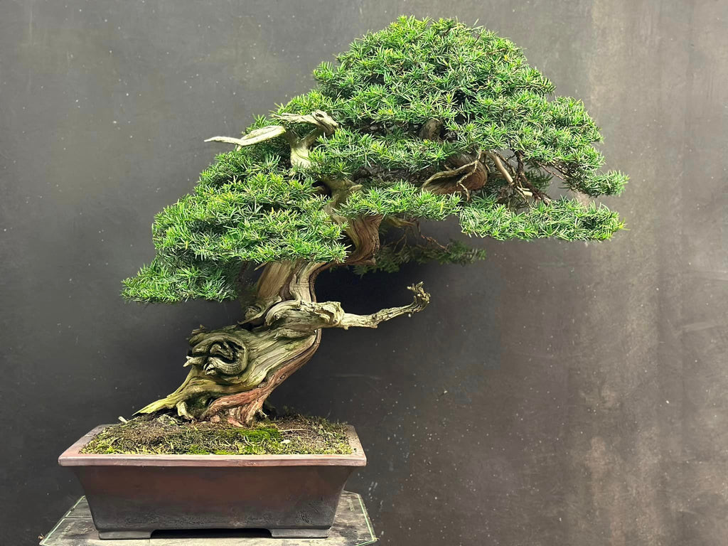 Bonsai Dreaming with Gusto and Talent – Stone Lantern