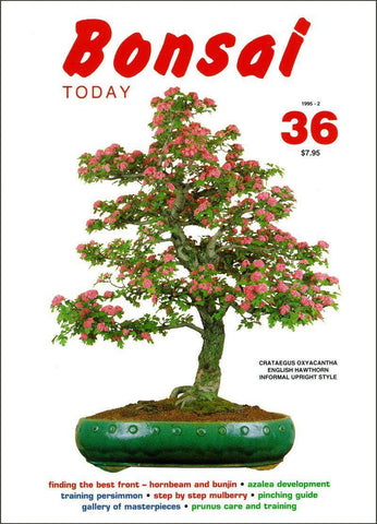 Bonsai Today 36 - Out of Print - Rare