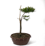 American Larch - D22