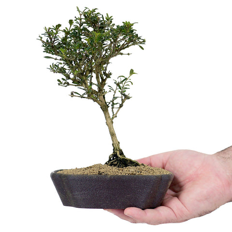 bahama berry bonsai tree Bahama Berry 2