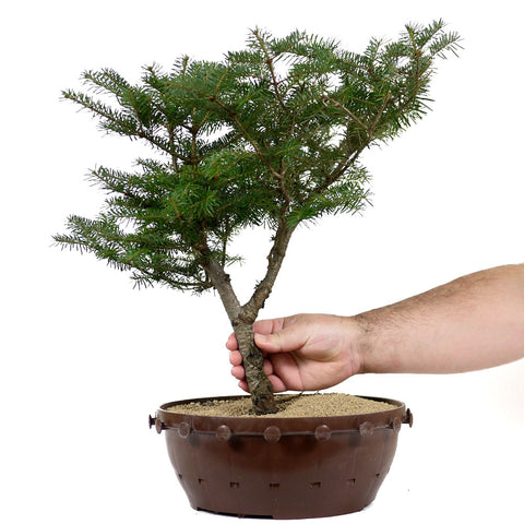 fir tree bonsai Balsam Fir Bonsai 2 – Stone Lantern