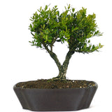 Japanese Boxwood 1