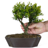 Japanese Boxwood 1