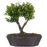 Japanese Boxwood 1