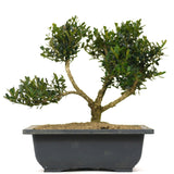 Tai Boxwood 10