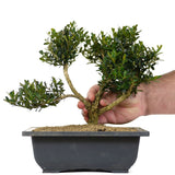 Tai Boxwood 10