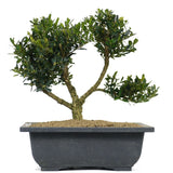 Tai Boxwood 10