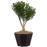 Tai Boxwood 15