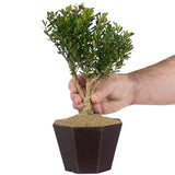 Tai Boxwood 15