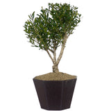 Tai Boxwood 15