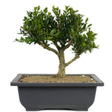 Japanese Boxwood 3