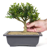 Japanese Boxwood 3