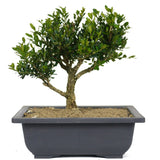 Japanese Boxwood 3