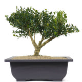 Japanese Boxwood 4