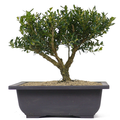 harland boxwood bonsai tree Japanese Boxwood 4 – Stone Lantern
