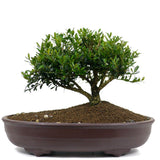 Japanese Boxwood 5