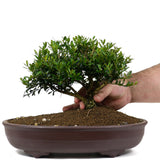 Japanese Boxwood 5