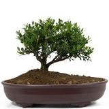 Japanese Boxwood 5