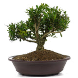 Japanese Boxwood 7