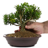 Japanese Boxwood 7