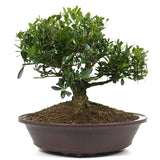 Japanese Boxwood 7