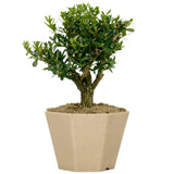 Japanese Boxwood 8