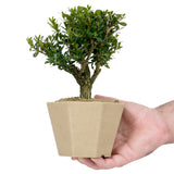 Japanese Boxwood 8