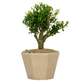 Japanese Boxwood 8