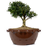 Tai Boxwood 11