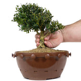 Tai Boxwood 11