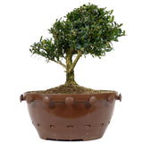 Tai Boxwood 11