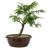 Northern White Cedar 1