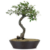 Chinese Elm Bonsai 1