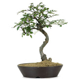 Chinese Elm Bonsai 1