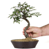 Chinese Elm Bonsai 1