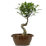 Ficus Retusa Compacta  1