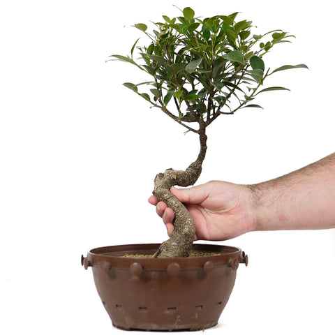 ficus retusa bonsai tree Ficus Retusa Compacta 1 – Stone Lantern