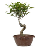 Ficus Retusa Compacta  1