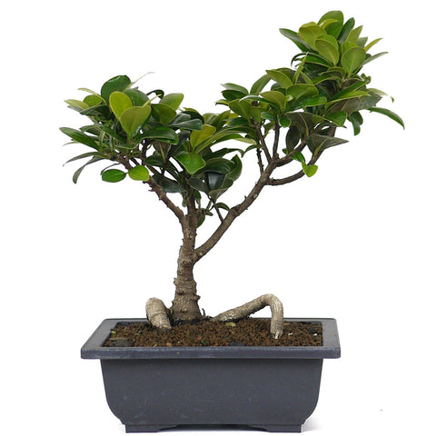 green island ficus bonsai tree Ficus Green Island 1 – Stone Lantern
