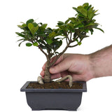 Ficus Green Island 1