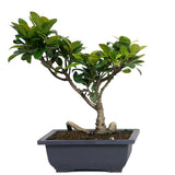 Ficus Green Island 1