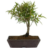 Ficus Neriifolia 1