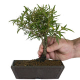 Ficus Neriifolia 1