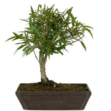 Ficus Neriifolia 1