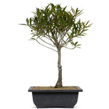 Ficus Neriifolia 10