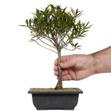 Ficus Neriifolia 10