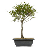 Ficus Neriifolia 10