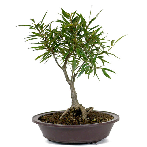 Ficus Neriifolia 2
